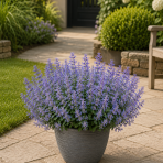 Marulka kocúrnik (Calamintha nepeta) ‘BLUE CLOUD’ - kont. C1L